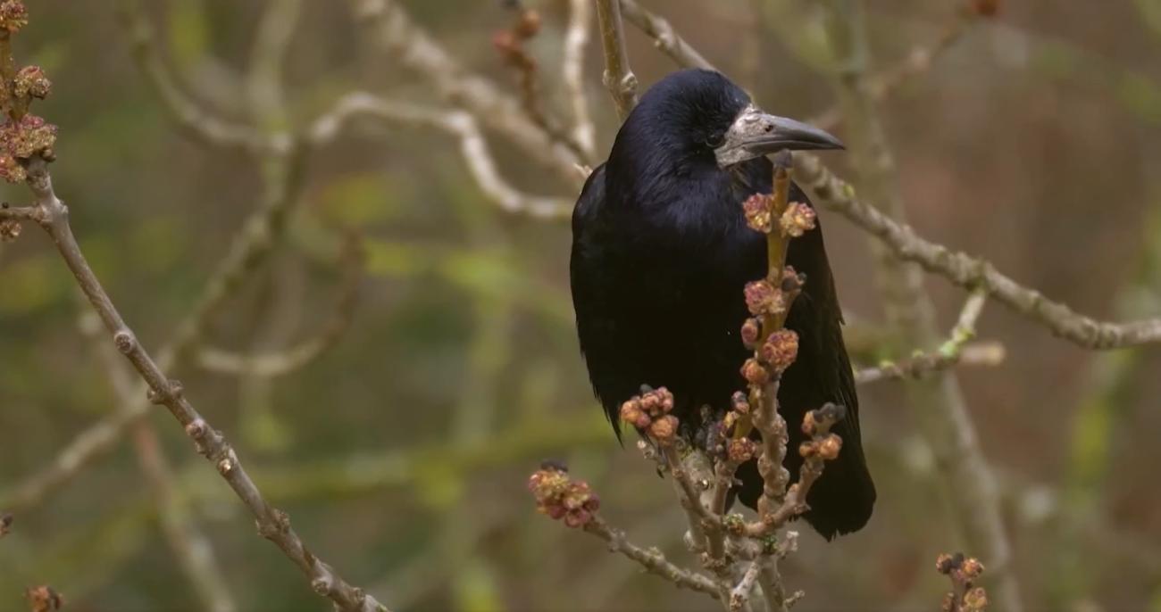BRUSSELS WILD: DE TERUGKEER VAN DE ROEKEN | De Studio